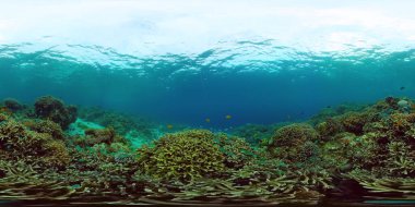 Suyun altındaki balıklı mercan resifi 360VR. Camiguin, Filipinler