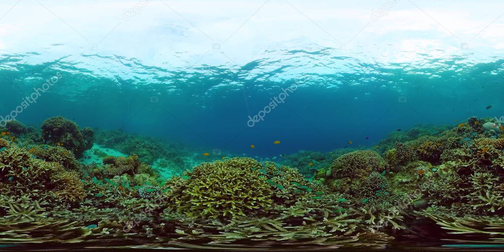 Coral reef with fish underwater 360VR. Camiguin, Philippines