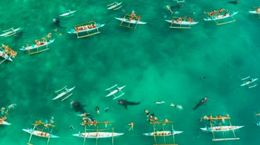 Oslob Balina Köpekbalığı Filipinler 'de, Cebu Adası' nda.