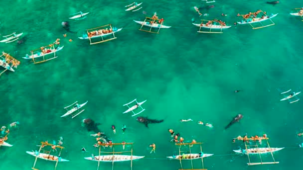 Avistamiento de tiburones ballena Oslob en Filipinas, Isla Cebú. — Vídeos de Stock