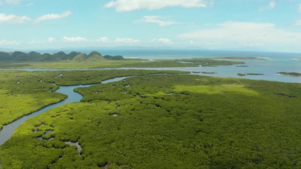 Mangrove ormanının ve nehrin havadan görünüşü. — Stok video