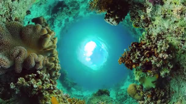 Arrecife de coral y peces tropicales. Bohol, Filipinas. — Vídeo de stock