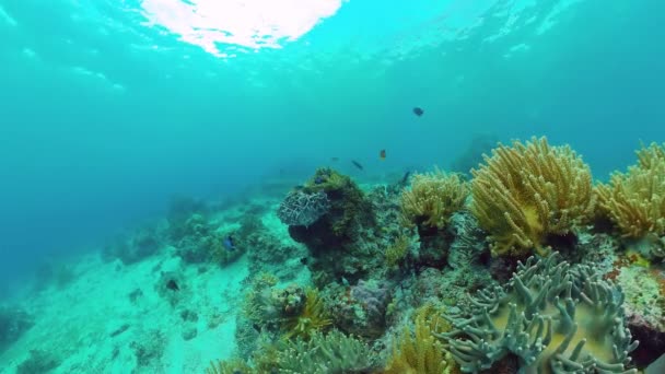 Коралловый риф и тропическая рыба. Феодосия, Филиппины. — стоковое видео