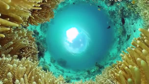 Korálový útes s rybami pod vodou. Bohol, Filipíny. — Stock video