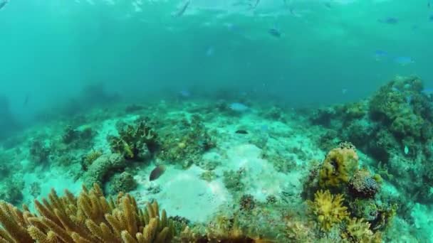 Récif corallien et poissons tropicaux sous-marins. Bohol, Panglao, Philippines. — Video