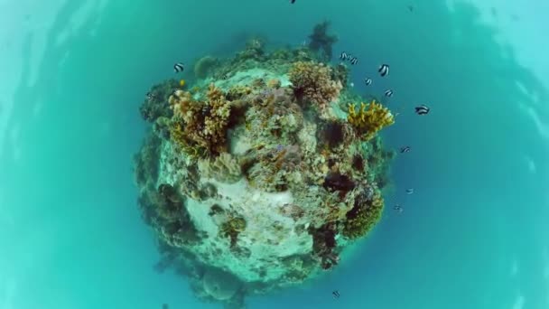 Barriera corallina e pesce tropicale. Panglao, Filippine. — Video Stock