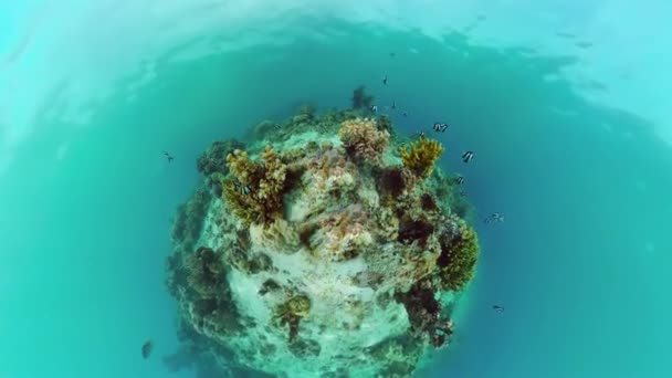 Mercan kayalıkları ve tropikal balıklar. Panglao, Filipinler. — Stok video