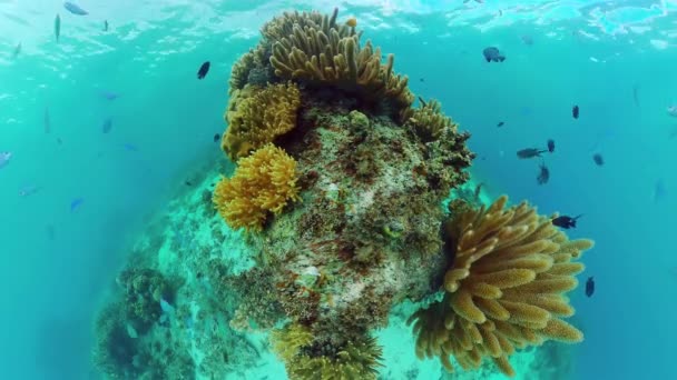 水中で魚とサンゴ礁。フィリピンのボホール. — ストック動画