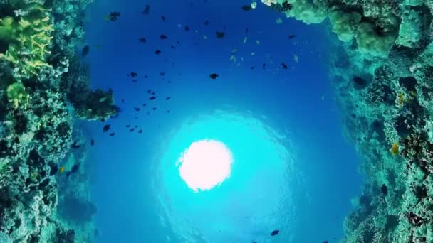 Suyun altında balıklı mercan kayalıkları. Bohol, Filipinler. — Stok video