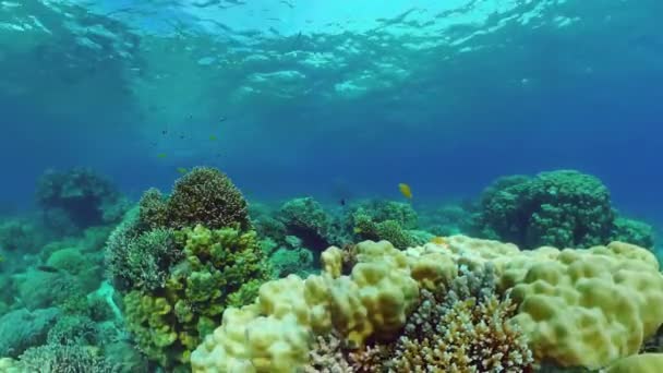 Arrecife de coral y peces tropicales. Bohol, Filipinas. — Vídeo de stock