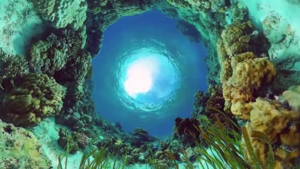 Кораловий риф з рибою під водою. Бохол (Філіппіни). — стокове відео