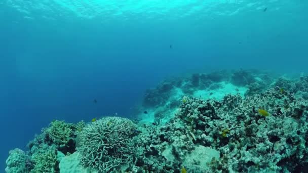 Korallzátony és trópusi halak. Panglao, Fülöp-szigetek. — Stock videók