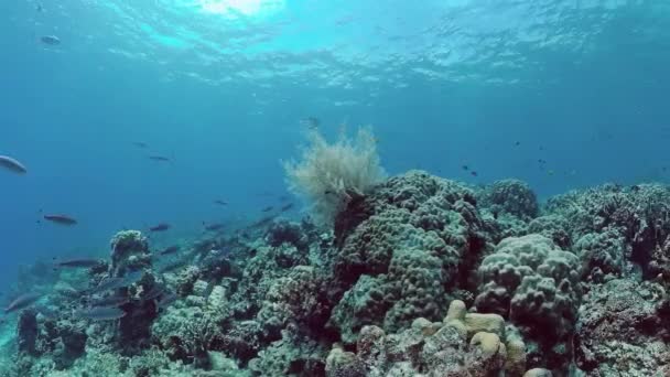 De onderwaterwereld van een koraalrif. Panglao, Filipijnen. — Stockvideo