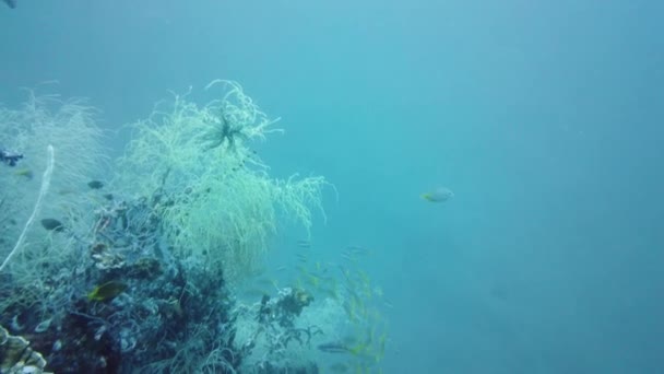 Arrecife de coral y peces tropicales bajo el agua. Leyte, Filipinas. — Vídeo de stock