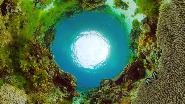 Egy korallzátony víz alatti világa. Panglao, Fülöp-szigetek. — Stock Fotó