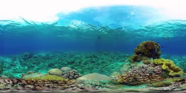 O mundo subaquático de um recife de coral 360VR. — Vídeo de Stock
