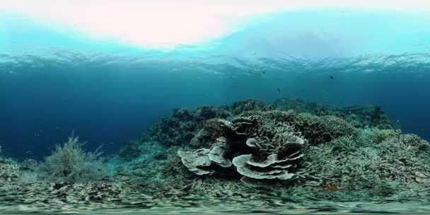 Rafa koralowa i tropikalne ryby 360VR. Panglao, Filipiny — Wideo stockowe