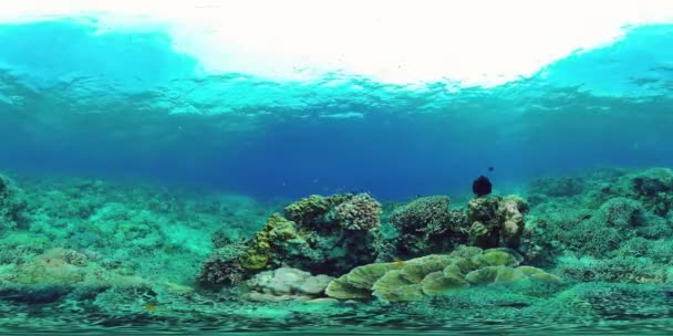 360VR水中のサンゴ礁と熱帯魚。フィリピンのパングラオ — ストック動画