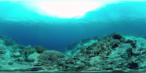 Suyun altındaki balıklı mercan resifi 360VR. Panglao, Filipinler — Stok video