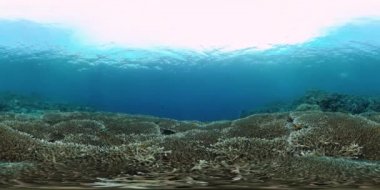 Suyun altındaki balıklı mercan resifi 360VR. Panglao, Filipinler