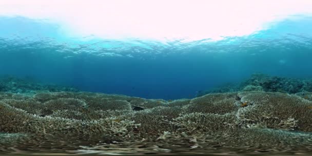 Suyun altındaki balıklı mercan resifi 360VR. Panglao, Filipinler — Stok video