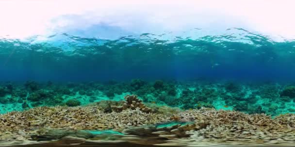 Koraalrif en tropische vissen onder water 360VR. Panglao, Filipijnen. — Stockvideo