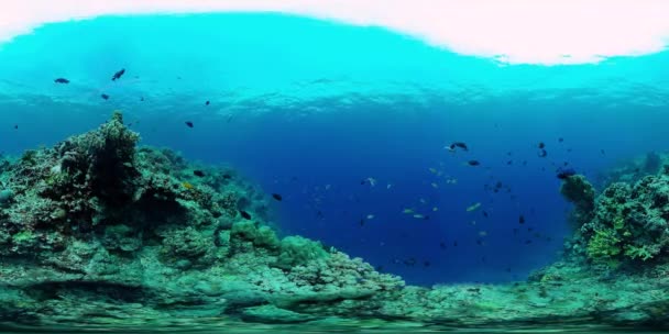 Mercan resifi ve tropikal balıklar suyun altında 360VR. Panglao, Filipinler — Stok video