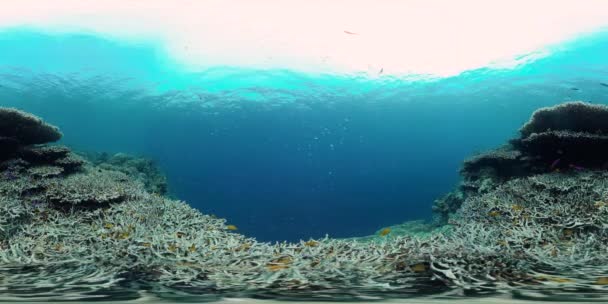 Recifes de corais com peixes subaquáticos 360VR. Panglao, Filipinas — Vídeo de Stock