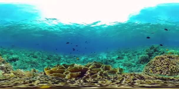 Barriera corallina e pesci tropicali 360VR. Panglao, Filippine — Video Stock