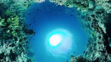 Mercan resiflerinin sualtı dünyası. Panglao, Filipinler.