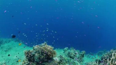 Mercan kayalıkları ve tropikal balıklar. Panglao, Filipinler.