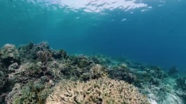 Suyun altında balıklı mercan kayalıkları. Bohol, Filipinler.