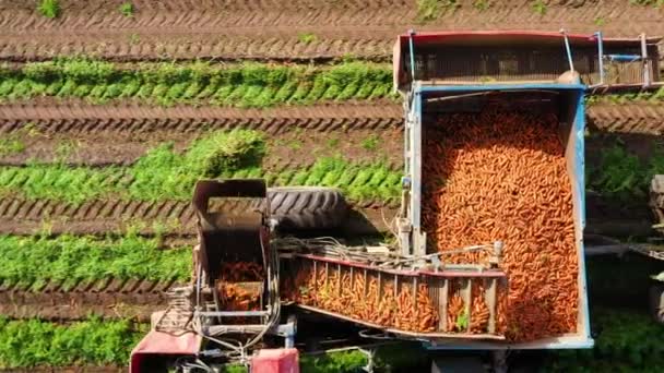 Sklizeň mrkve na zemědělské půdě. — Stock video