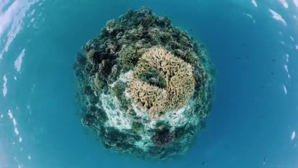 Arrecife de coral con peces bajo el agua. Bohol, Filipinas. — Vídeo de stock