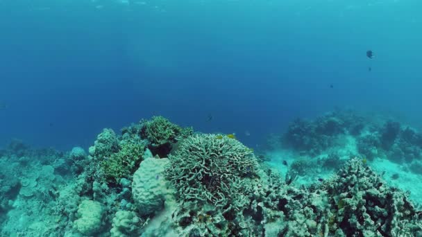 Arrecife de coral con peces bajo el agua. Bohol, Filipinas. — Vídeo de stock