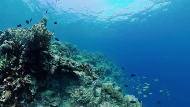 Коралловый риф и тропические рыбы под водой. Феодосия, Панглао, Филиппины. — стоковое видео