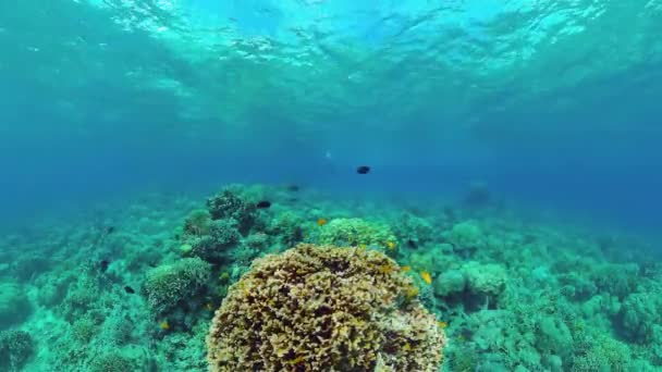 Koraalrif en tropische vissen. Panglao, Filipijnen. — Stockvideo