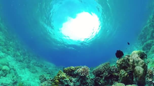 Arrecife de coral y peces tropicales bajo el agua. Bohol, Panglao, Filipinas. — Vídeos de Stock