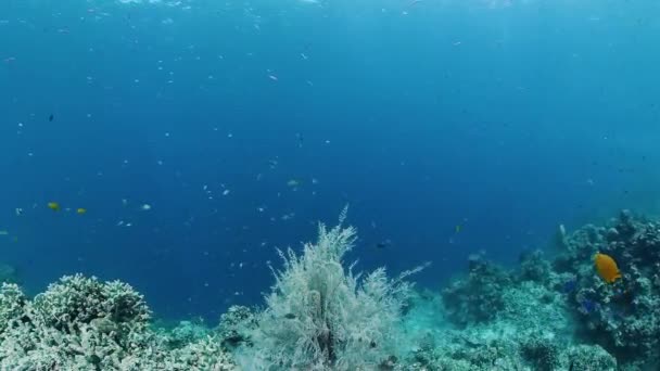 De onderwaterwereld van een koraalrif. Panglao, Filipijnen. — Stockvideo