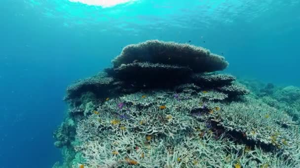 O mundo subaquático de um recife de coral. Panglao, Filipinas. — Vídeo de Stock