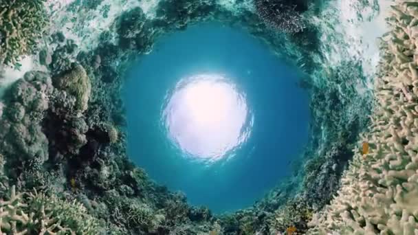 Arrecife de coral y peces tropicales. Bohol, Filipinas. — Vídeos de Stock