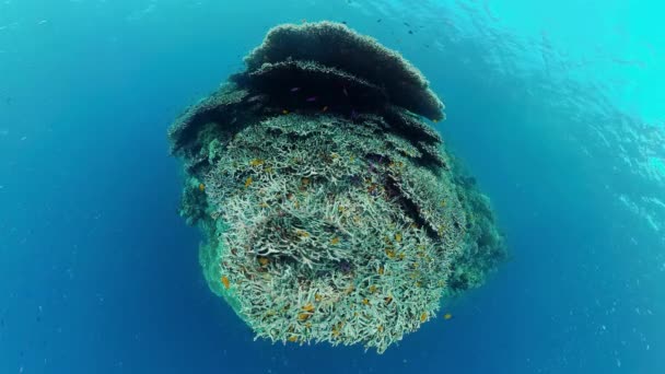 Arrecife de coral y peces tropicales. Bohol, Filipinas. — Vídeos de Stock