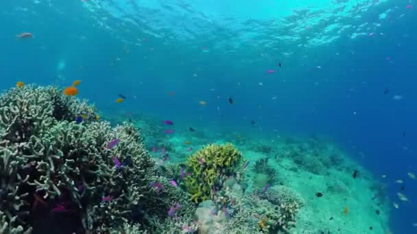 Korálové útesy a tropické ryby. Panglao, Filipíny. — Stock video