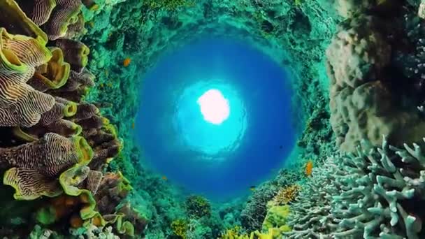 Korallrev och tropisk fisk under vatten. Bohol, Panglao, Filippinerna. — Stockvideo