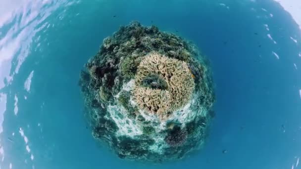Barriera corallina e pesce tropicale. Panglao, Filippine. — Video Stock