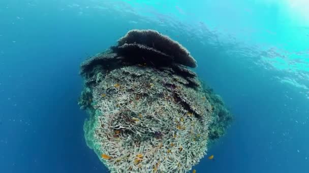 El mundo submarino de un arrecife de coral. Panglao, Filipinas. — Vídeos de Stock