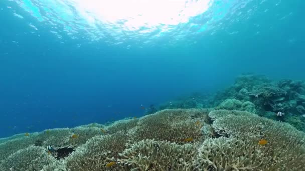 Arrecife de coral y peces tropicales. Bohol, Filipinas. — Vídeo de stock