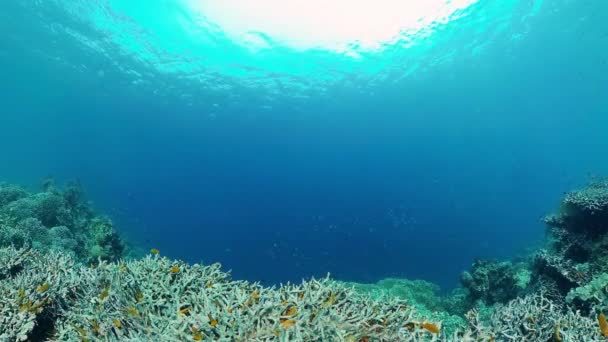 Korálové útesy a tropické ryby. Panglao, Filipíny. — Stock video