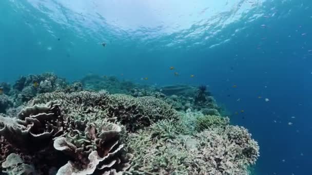 Rafa koralowa i tropikalne ryby. Bohol, Filipiny. — Wideo stockowe