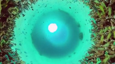 Mercan kayalıkları ve tropikal balıklar. Panglao, Filipinler.